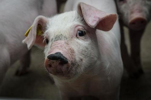 狂人爆料猪哼歌视频大全,猪哼歌视频大全,笑料横生瞬间集结 第1张 狂人爆料猪哼歌视频大全,猪哼歌视频大全,笑料横生瞬间集结 第1张